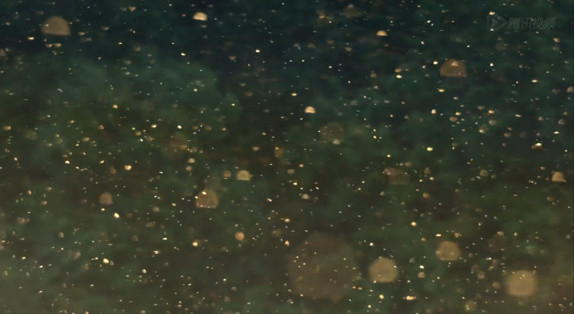 熊世界剧照的剧照