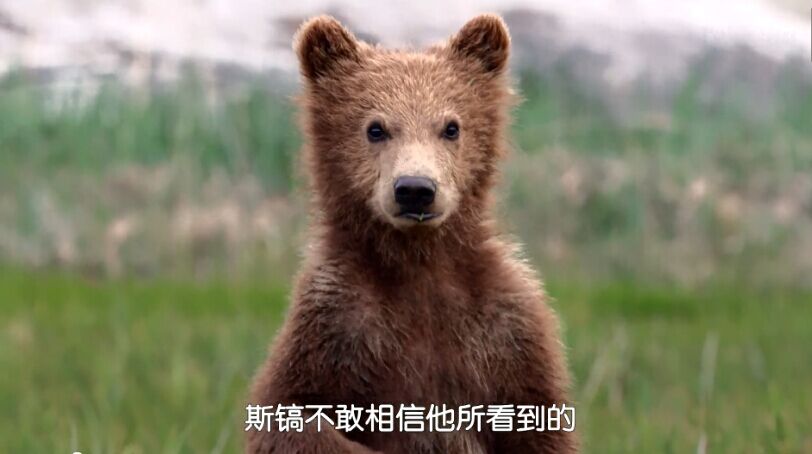 熊世界剧照的剧照