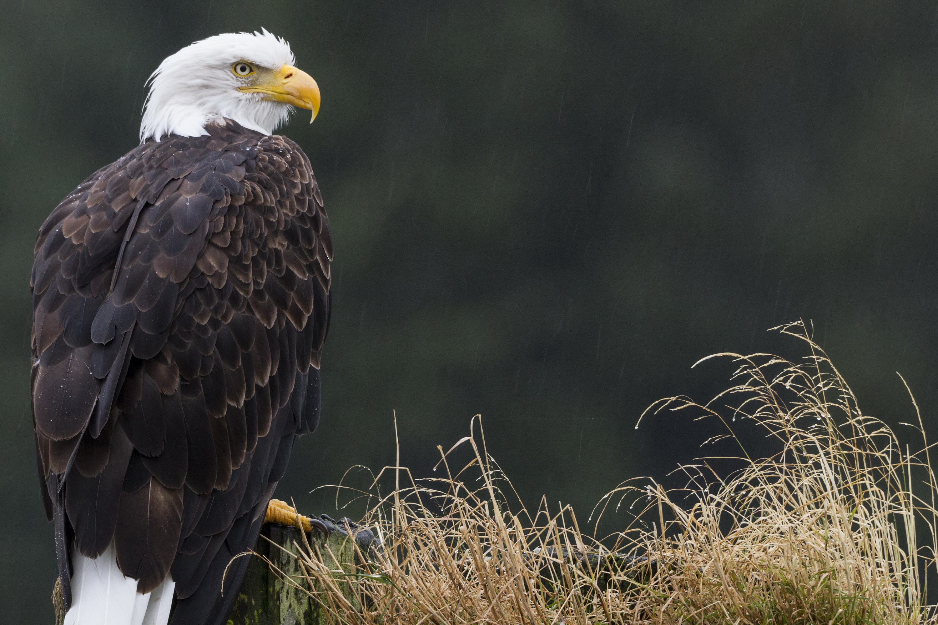 熊世界剧照的剧照