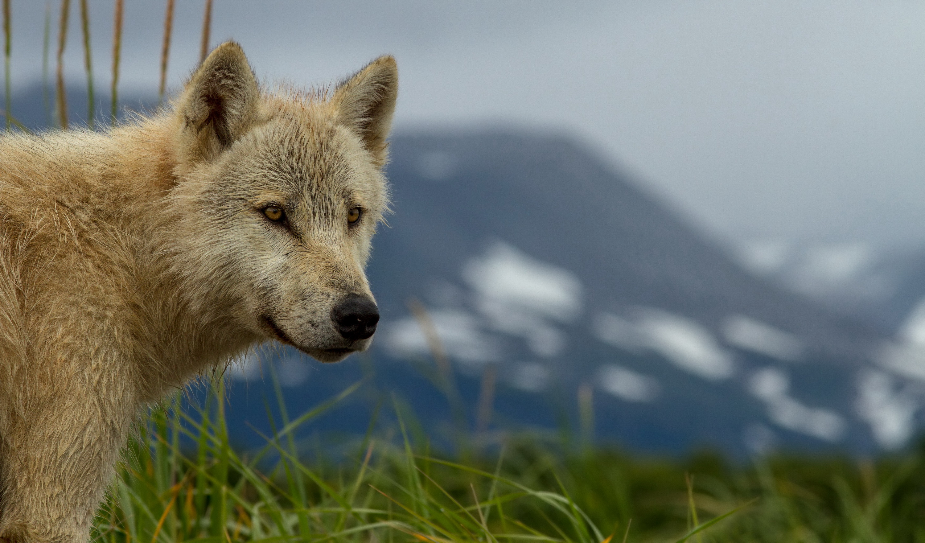 熊世界剧照的剧照