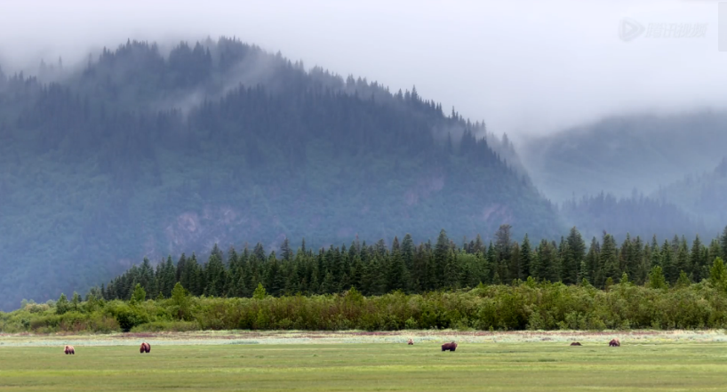 熊世界剧照的剧照