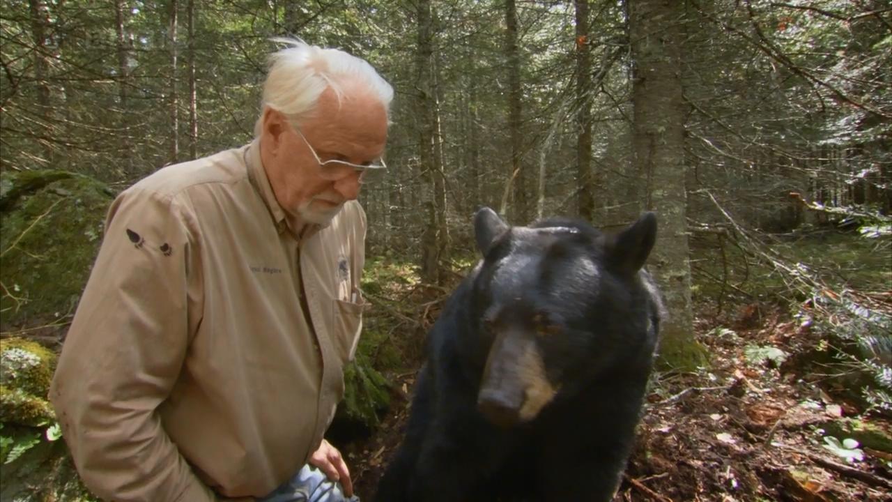 自然世界：北部森林的驭熊者剧照的剧照