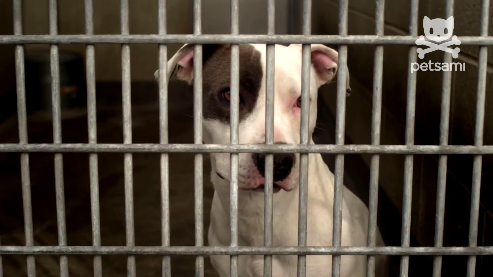 狗咬狗剧照的剧照