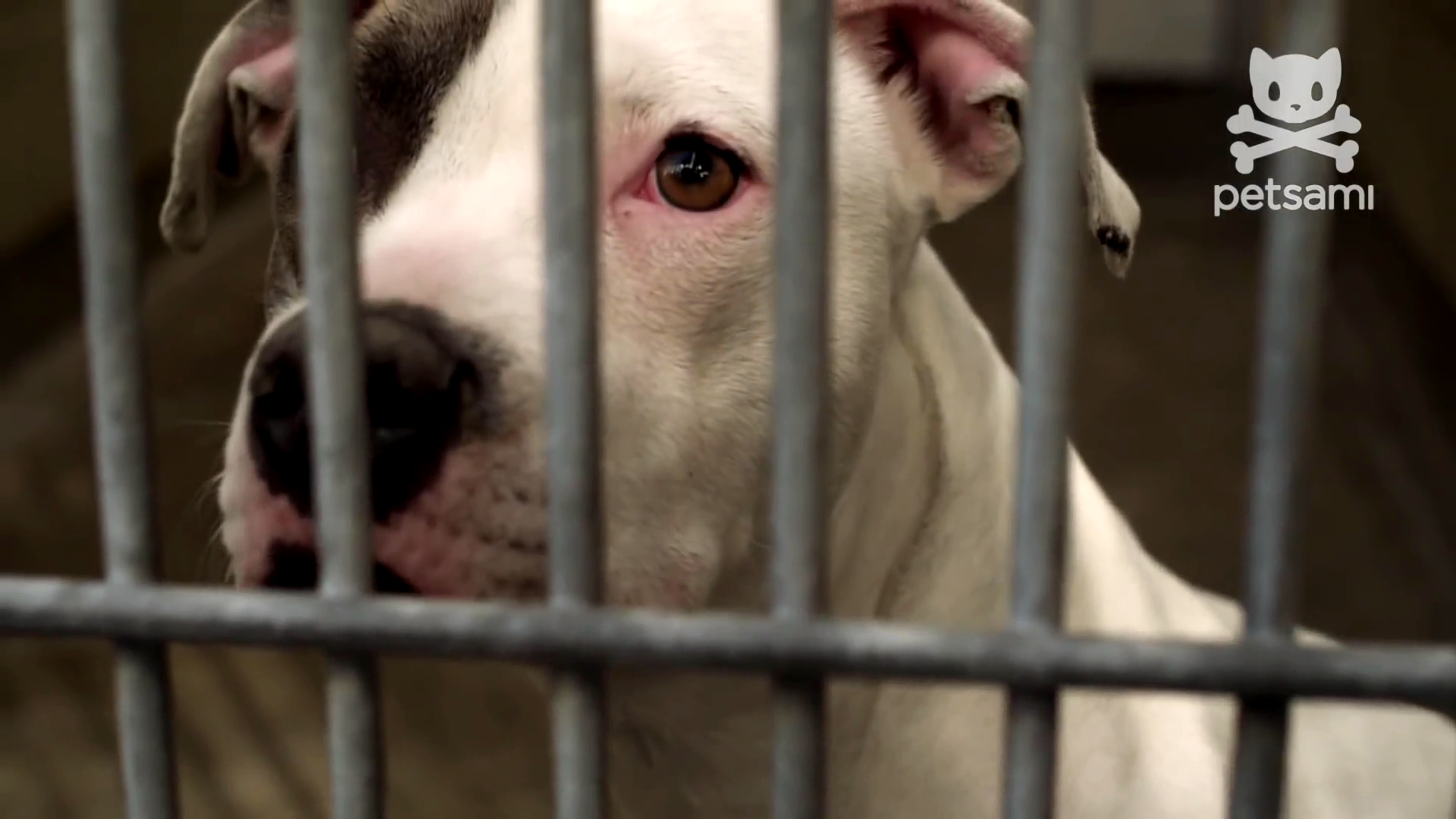 狗咬狗剧照的剧照