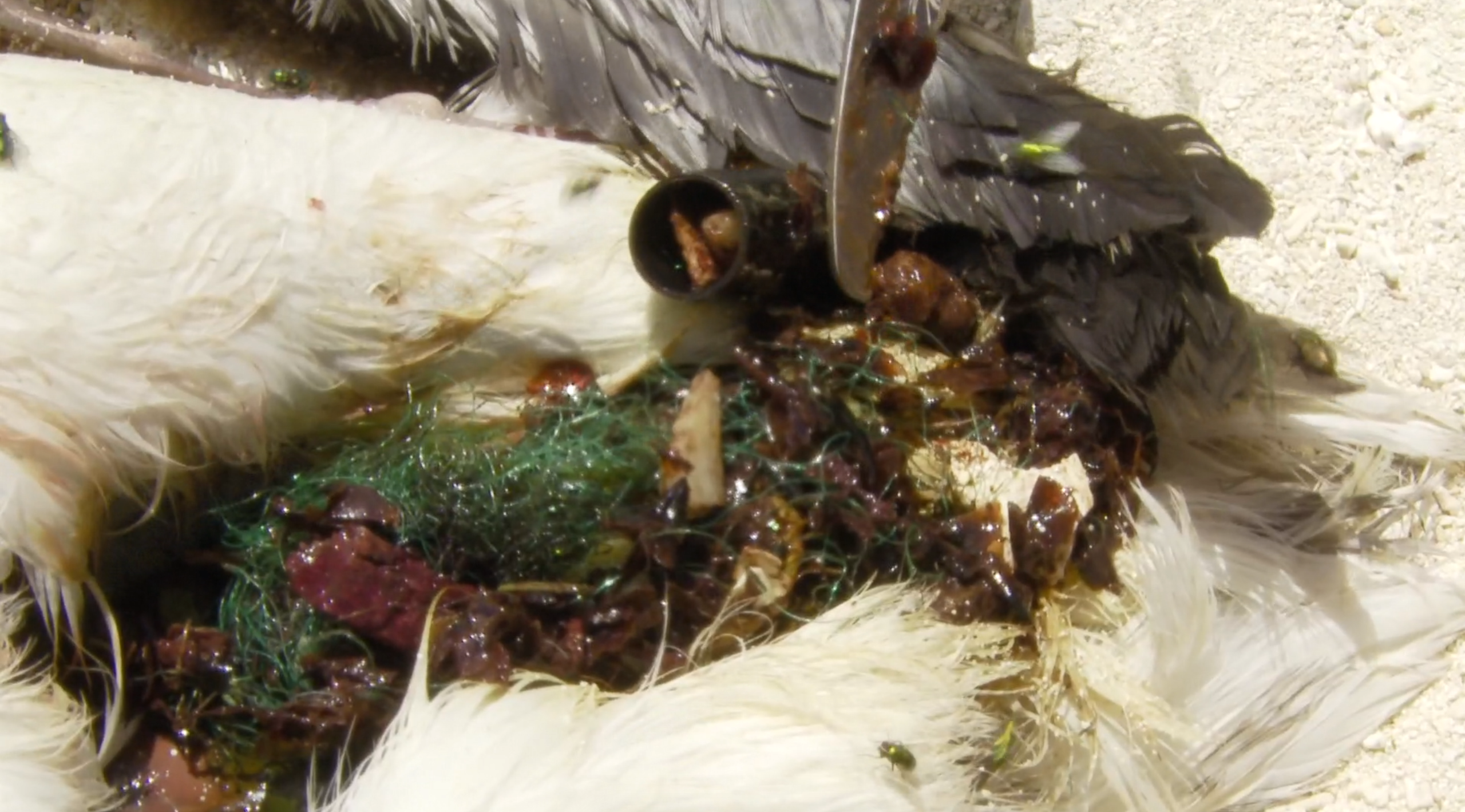 塑料天堂：大太平洋垃圾带剧照的剧照