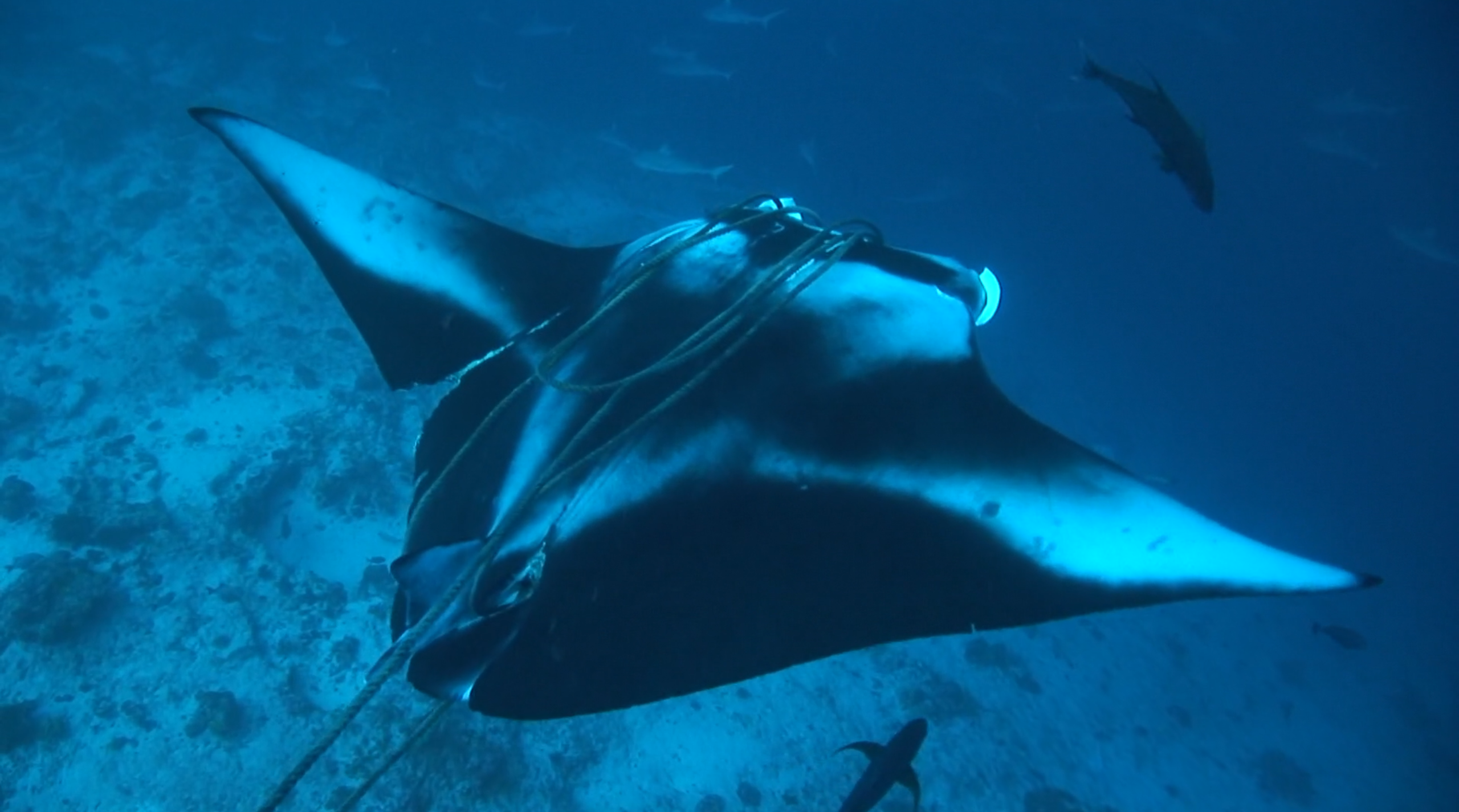 塑料天堂：大太平洋垃圾带剧照的剧照