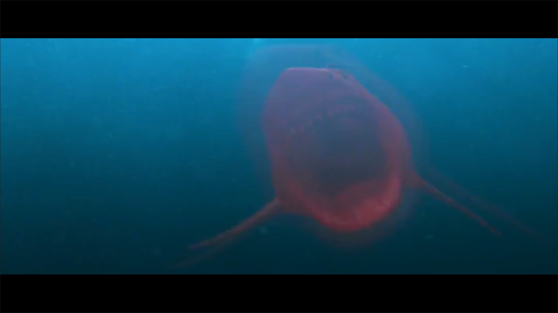 血鲨剧照的剧照