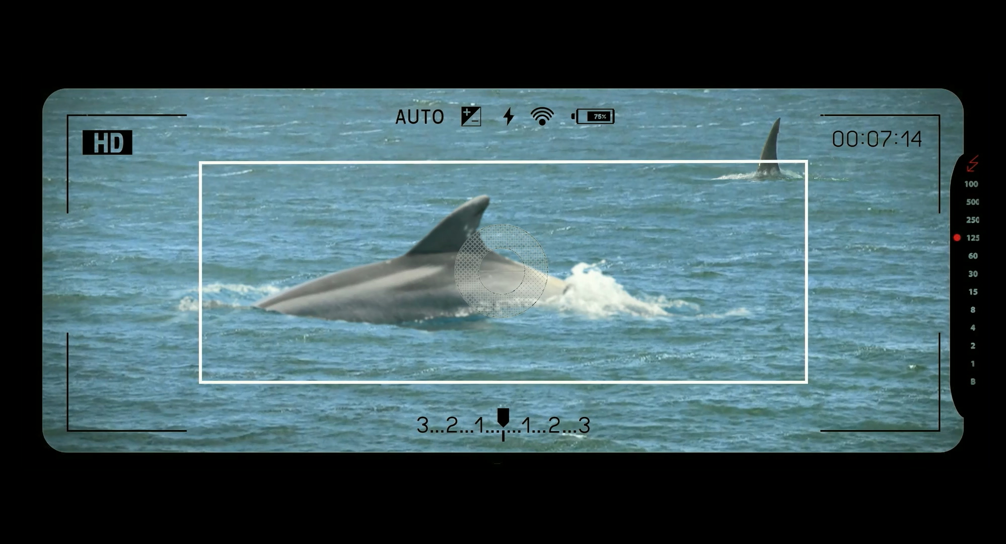 鲨鱼季节剧照的剧照