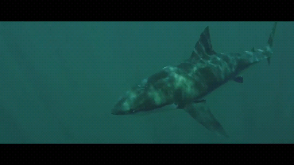 鲨鱼季节剧照的剧照