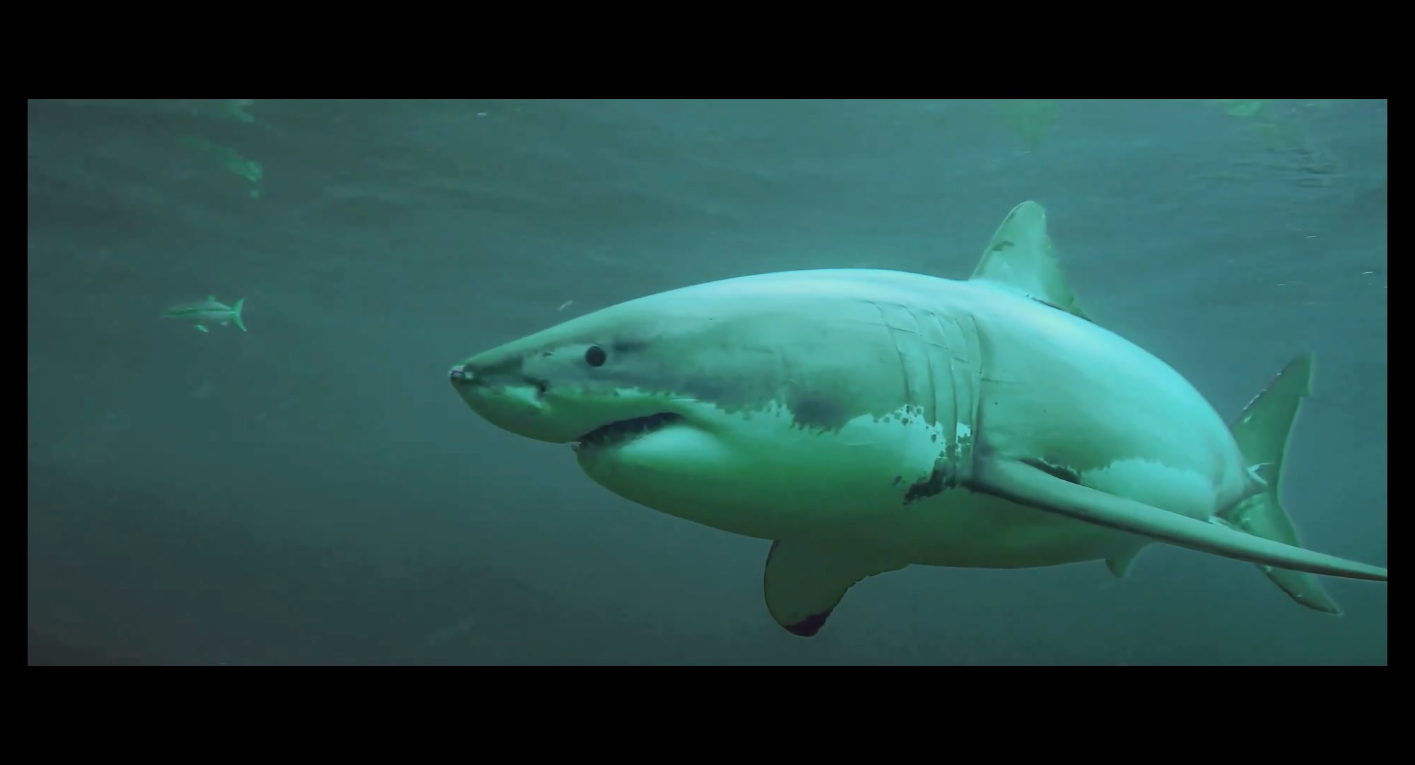 鲨鱼季节剧照的剧照