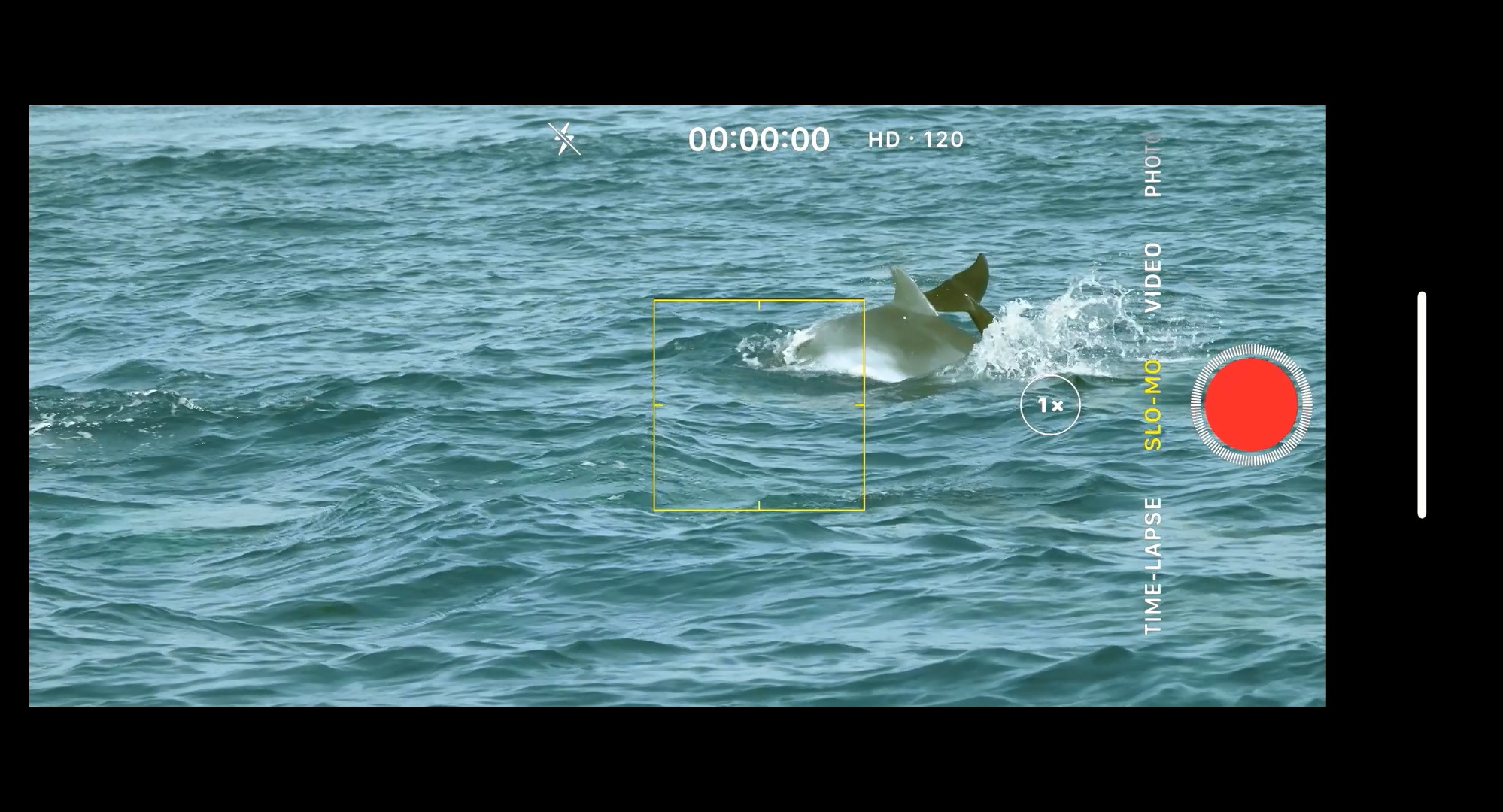 鲨鱼季节剧照的剧照