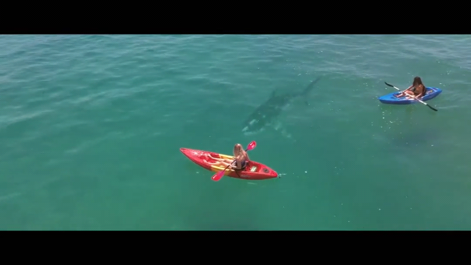 鲨鱼季节剧照的剧照