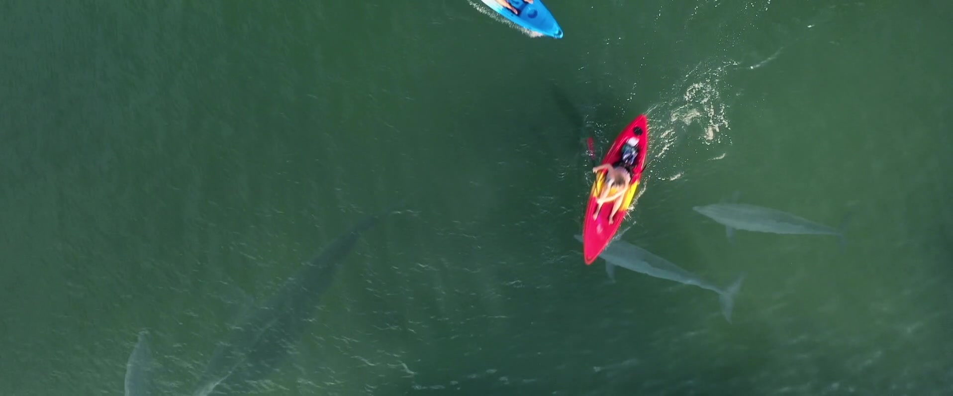 鲨鱼季节剧照的剧照