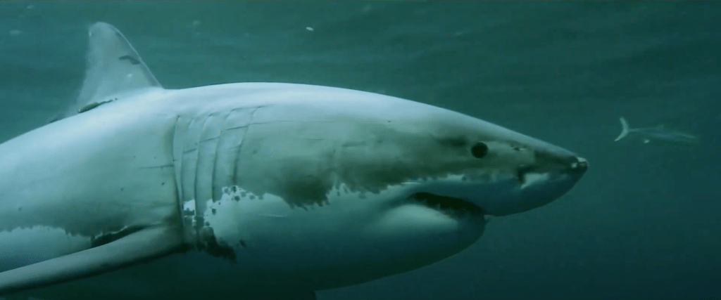 鲨鱼季节剧照的剧照