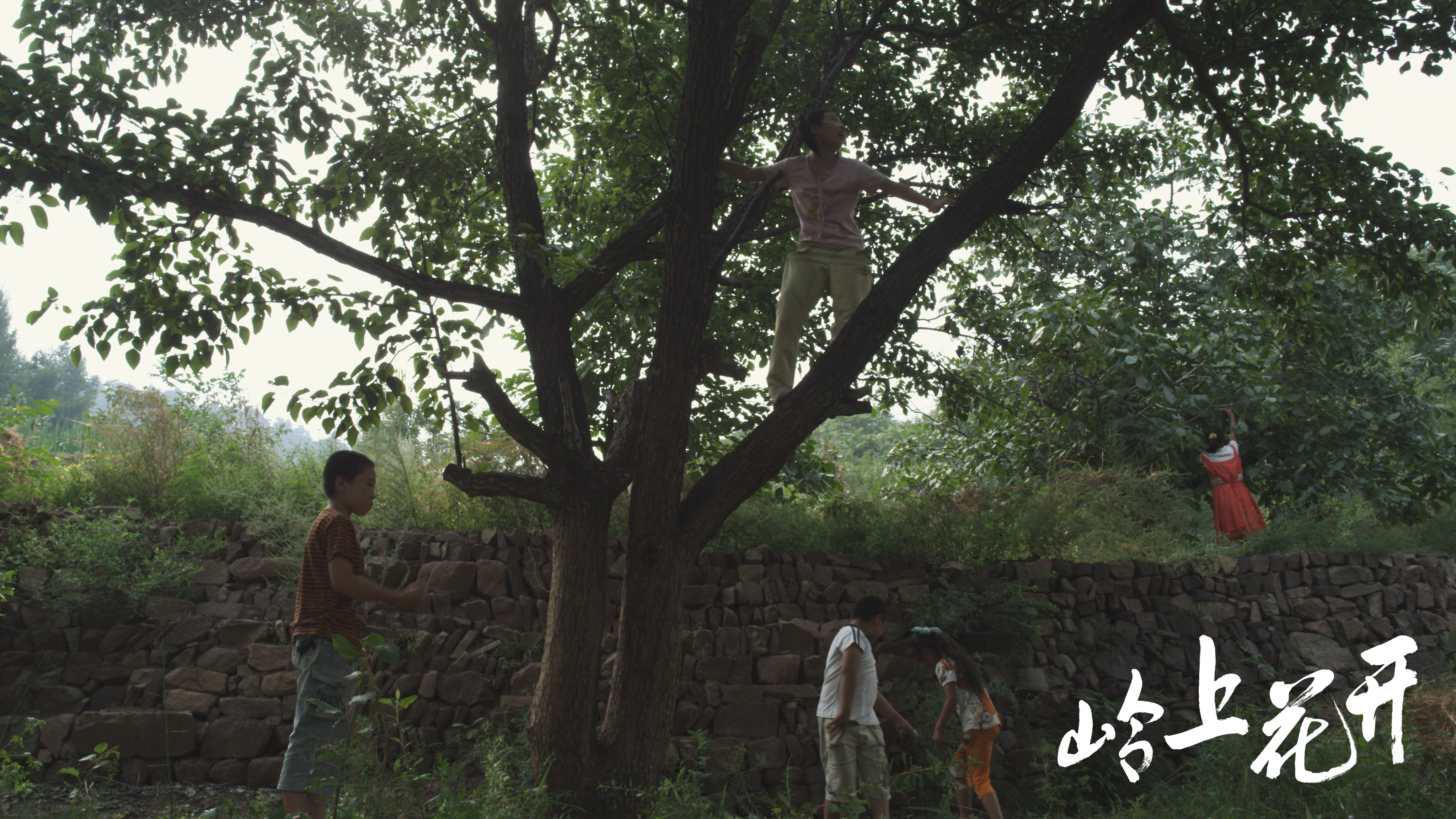 岭上花开剧照的剧照