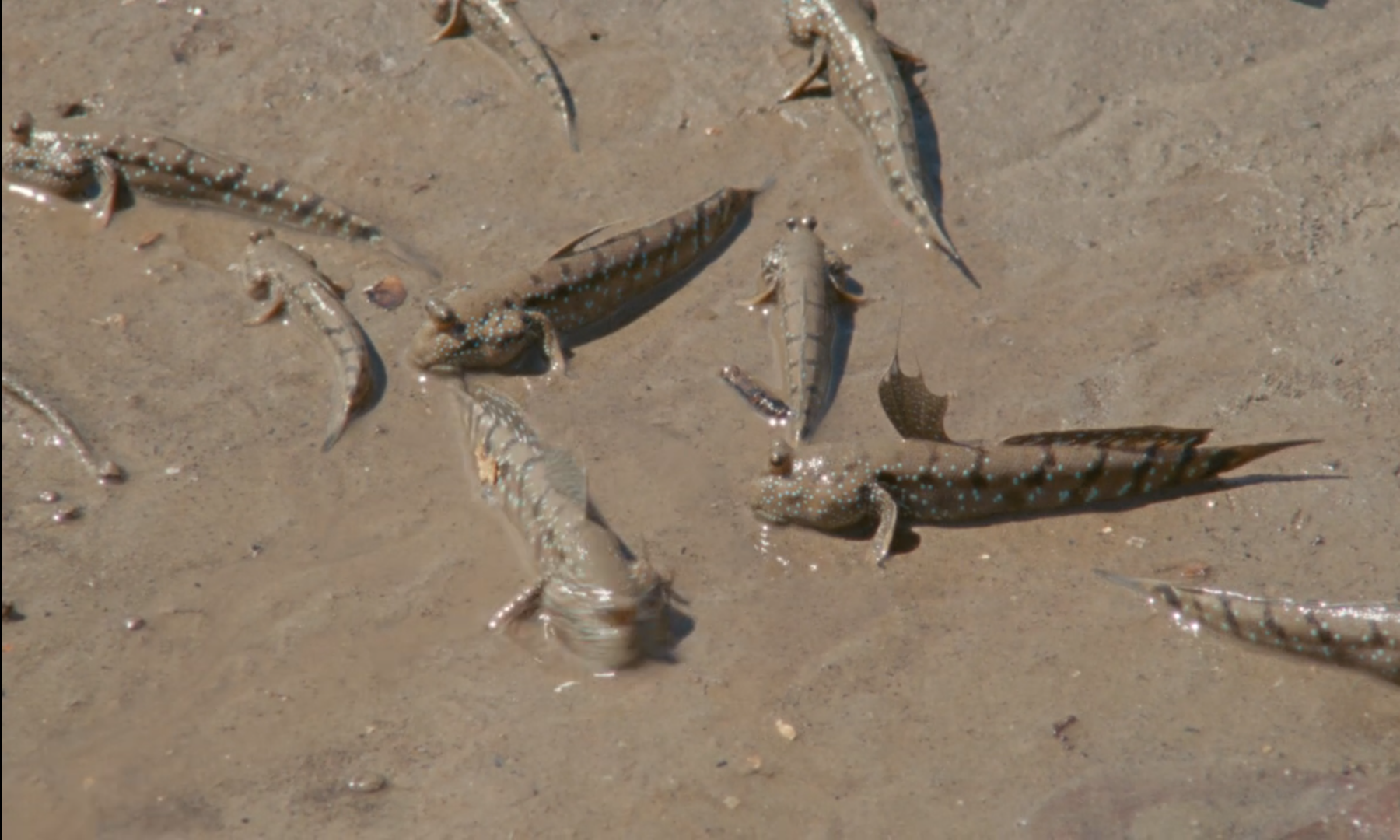 佛历2562年的甲米剧照的剧照