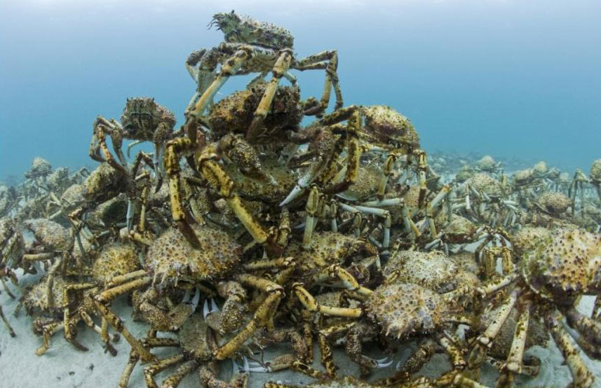 海洋剧照的剧照