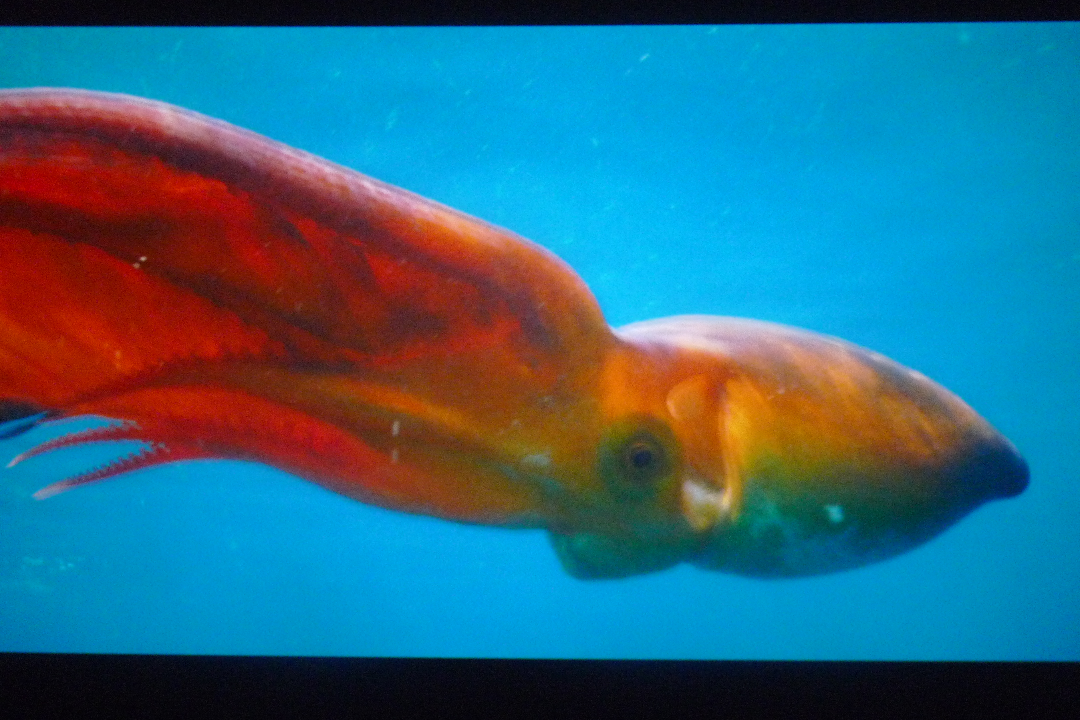 海洋剧照的剧照