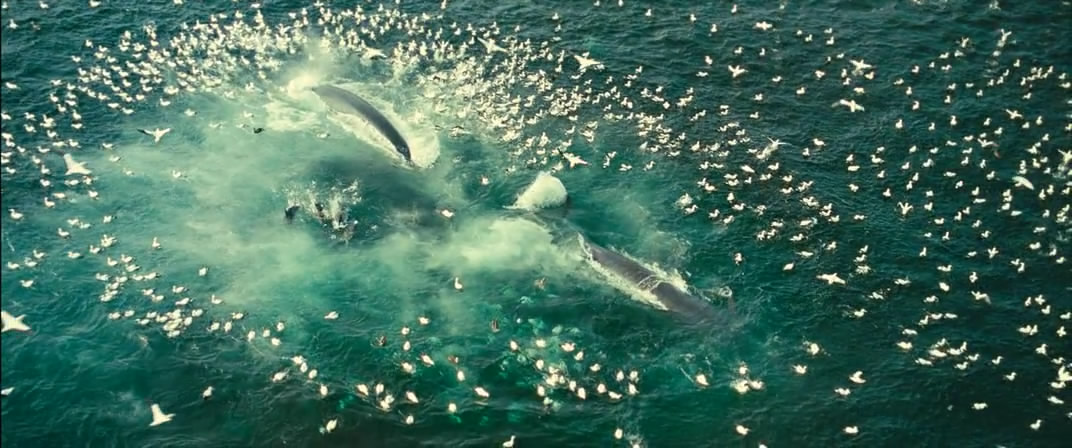 海洋剧照的剧照