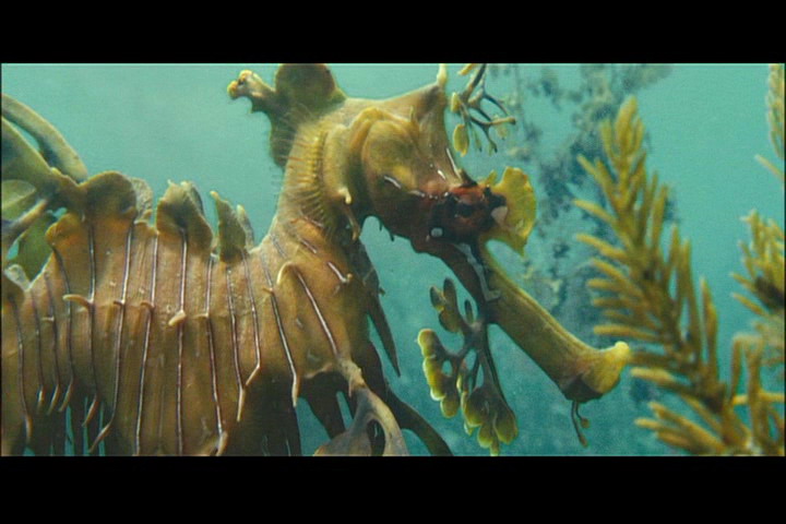 海洋剧照的剧照