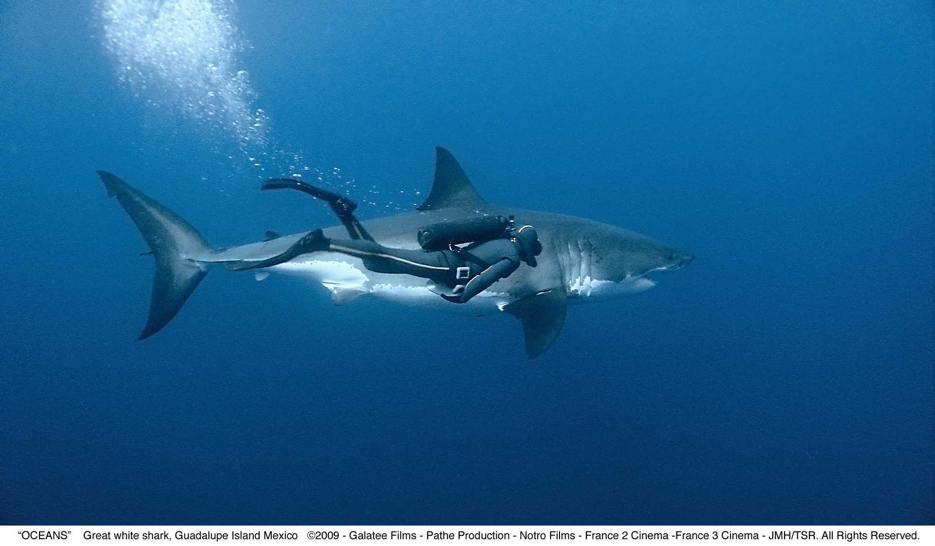 海洋剧照的剧照