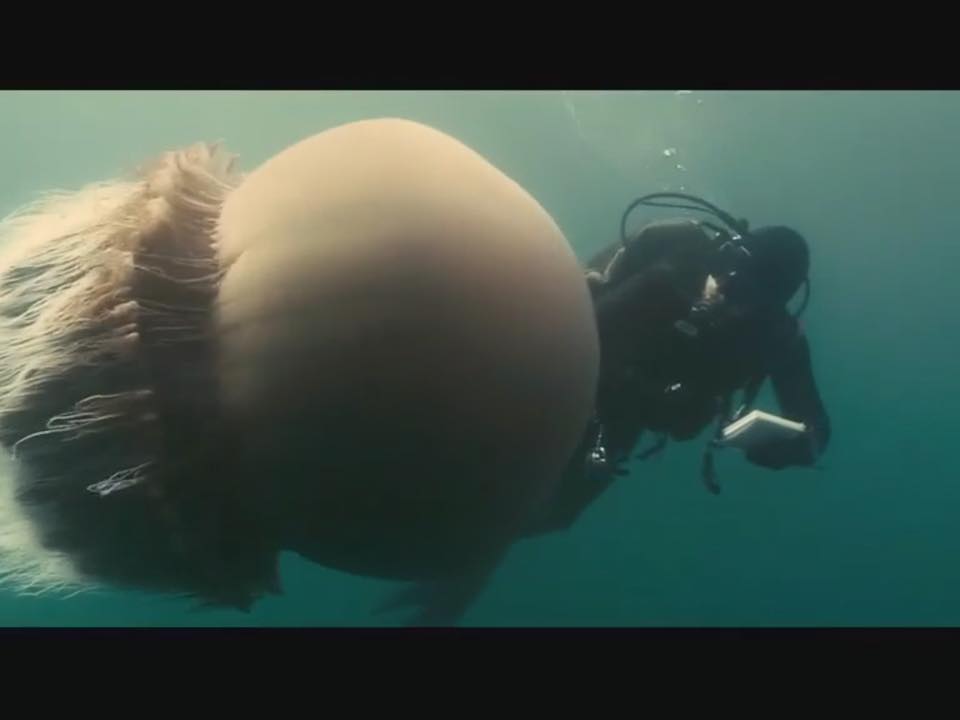 海洋剧照的剧照