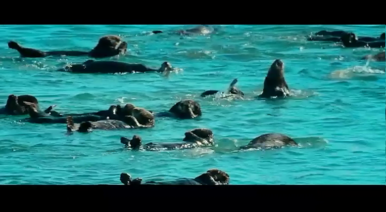 海洋剧照的剧照