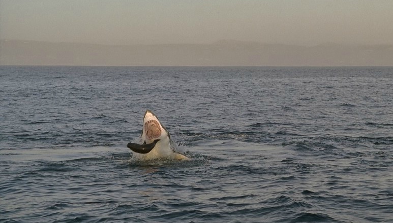 海洋剧照的剧照