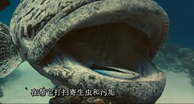 海洋剧照的剧照