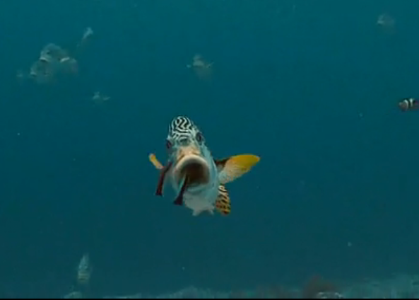 海洋剧照的剧照