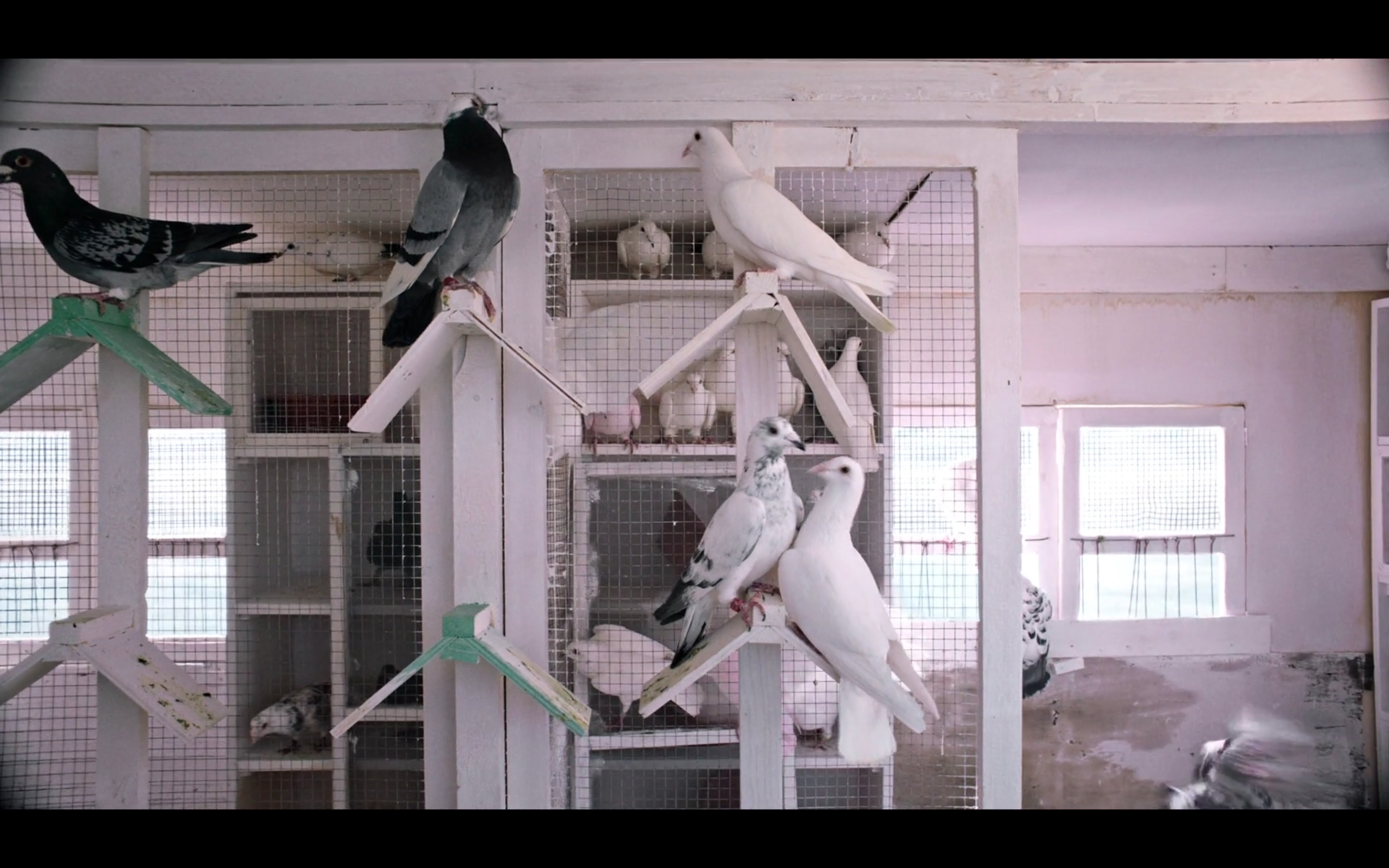 马卡卢索往事剧照的剧照