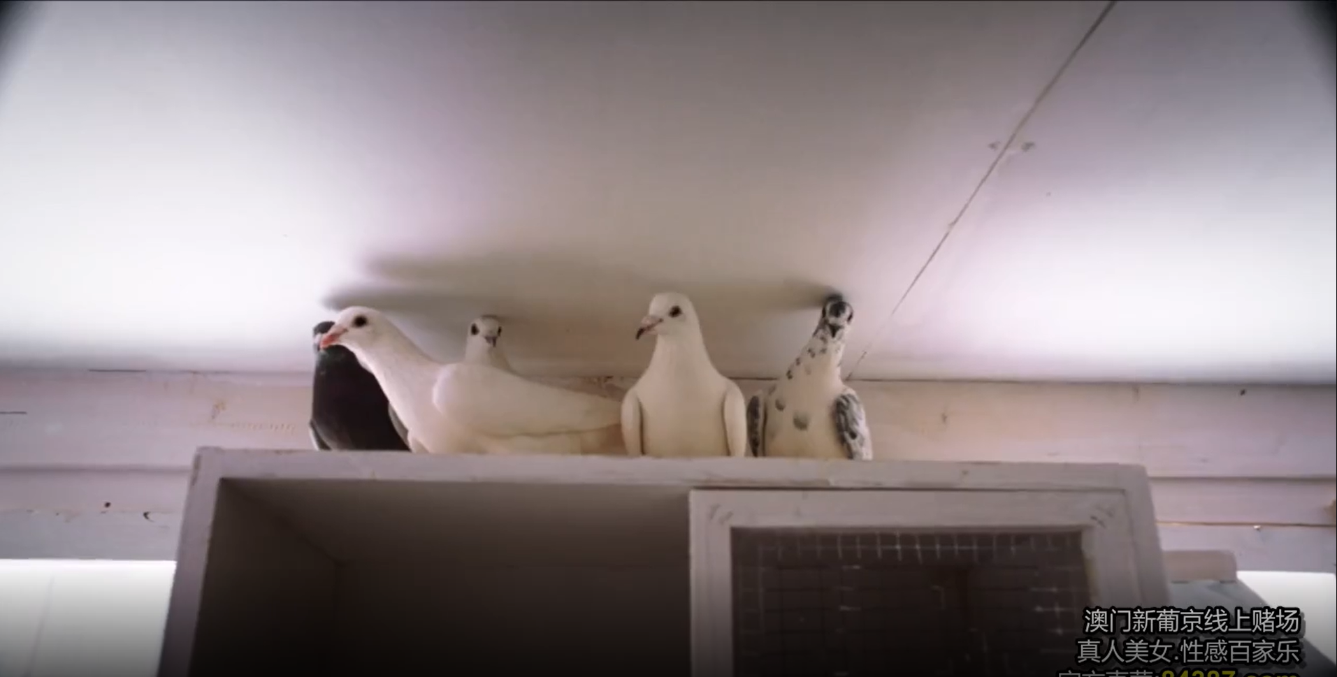 马卡卢索往事剧照的剧照