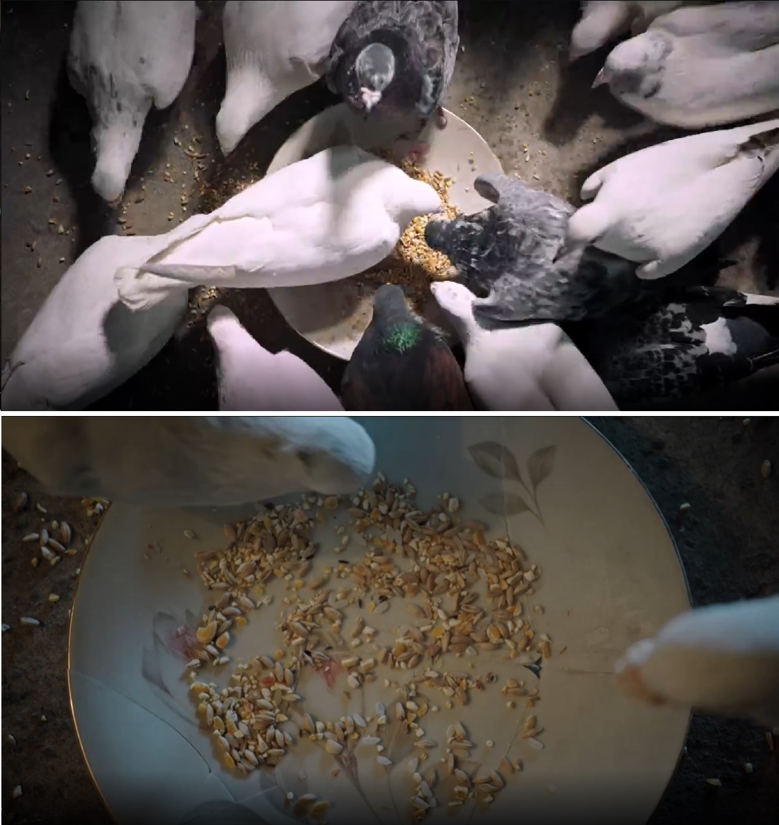 马卡卢索往事剧照的剧照