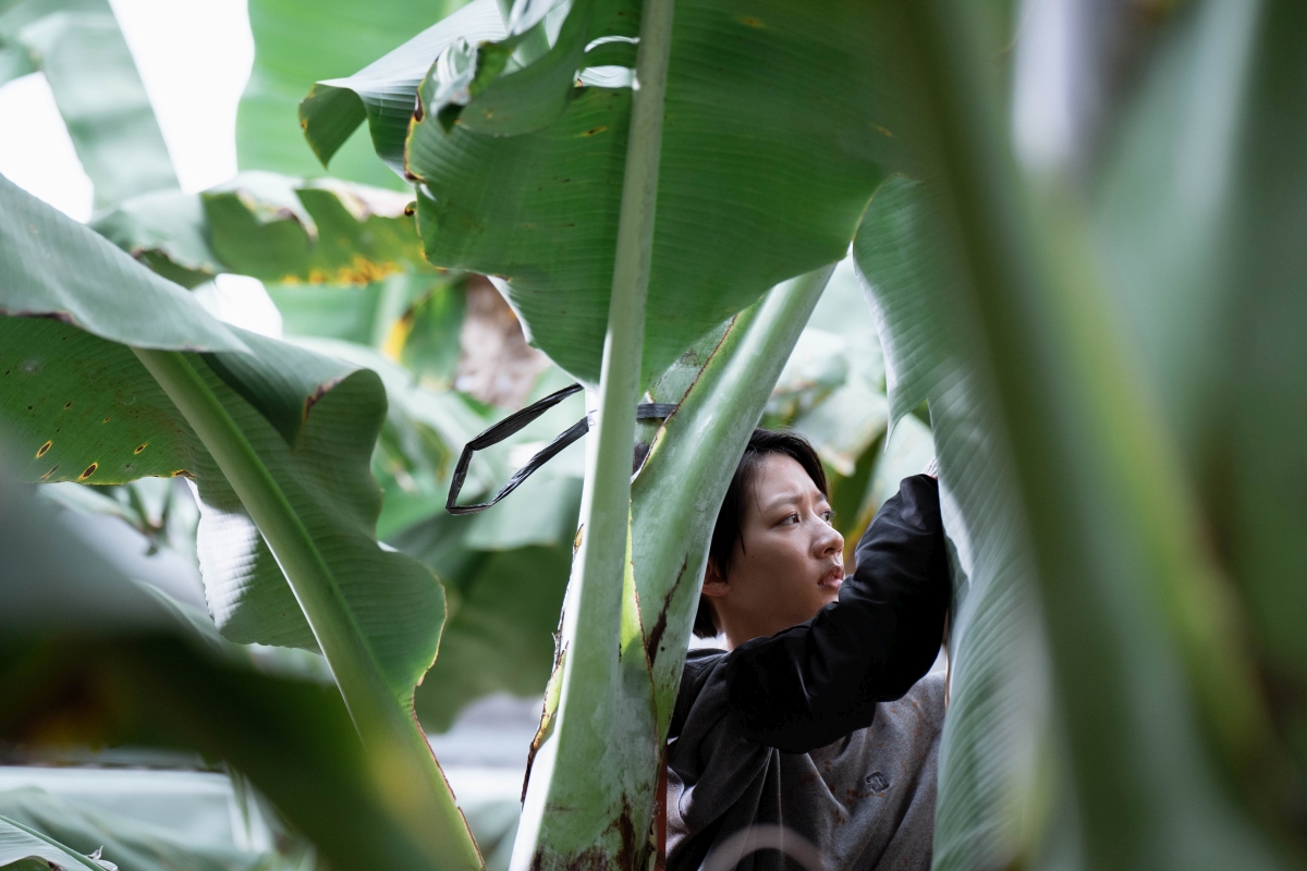 弓蕉园的秘密剧照的剧照