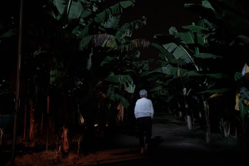 弓蕉园的秘密剧照的剧照