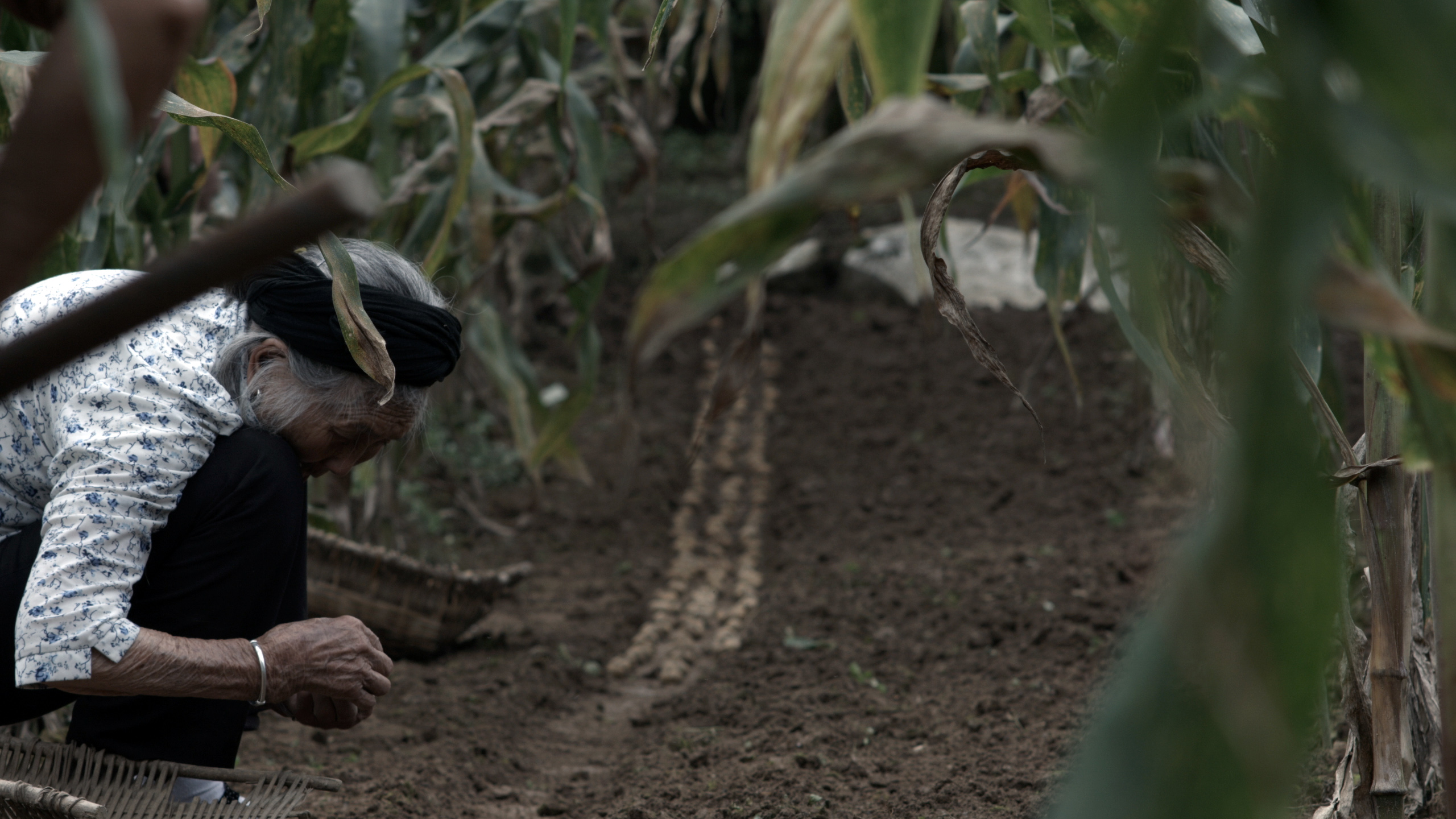 罗长姐剧照的剧照