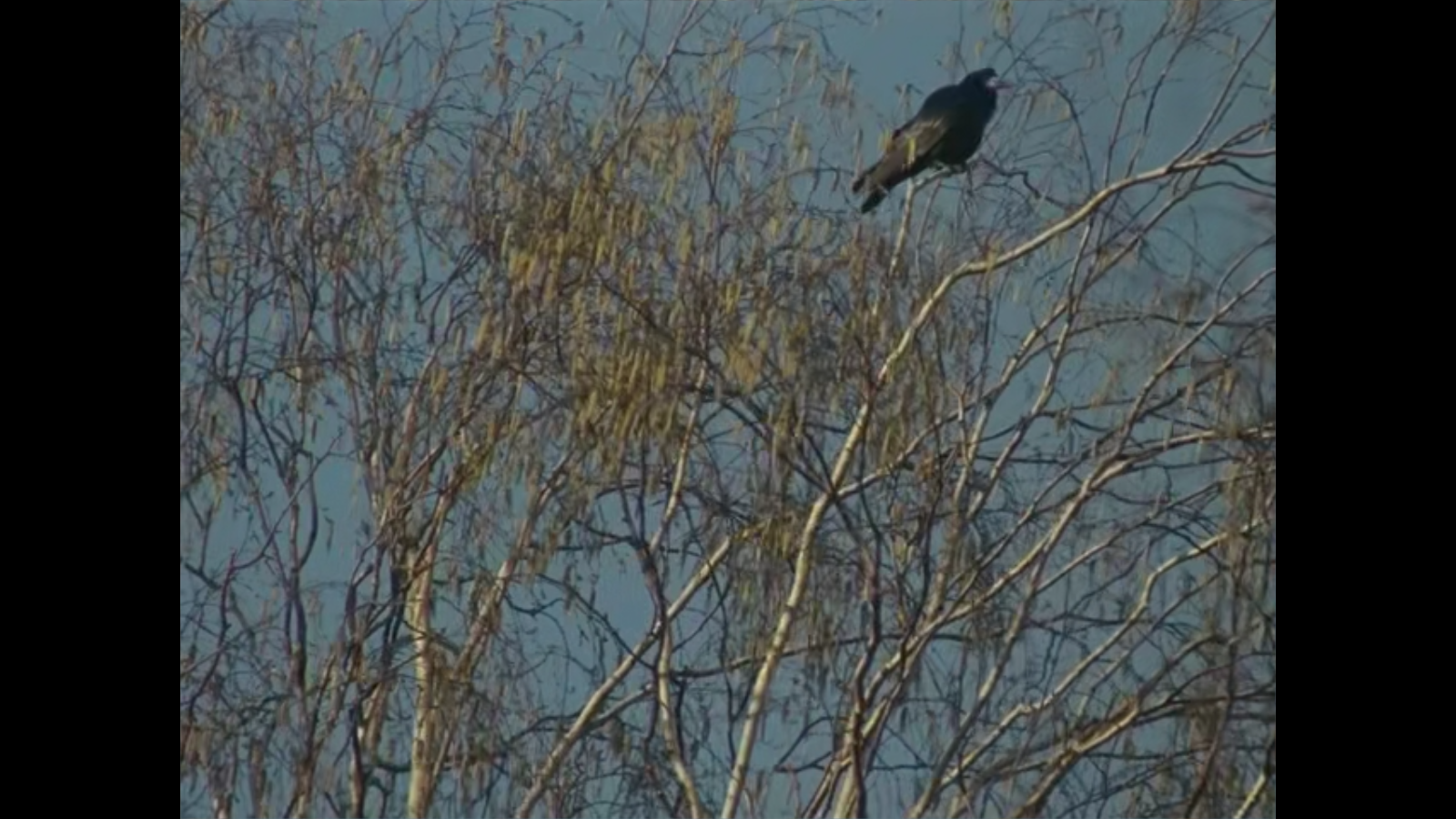 红莓剧照的剧照