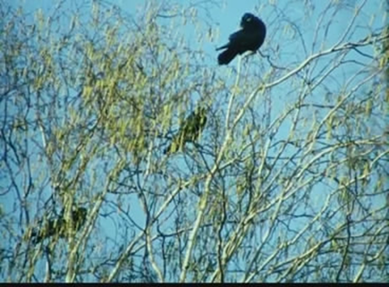 红莓剧照的剧照