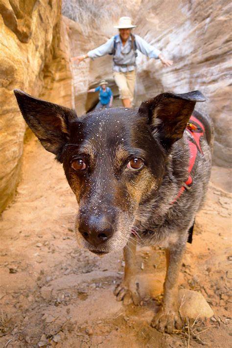 艾斯与沙漠狗剧照的剧照