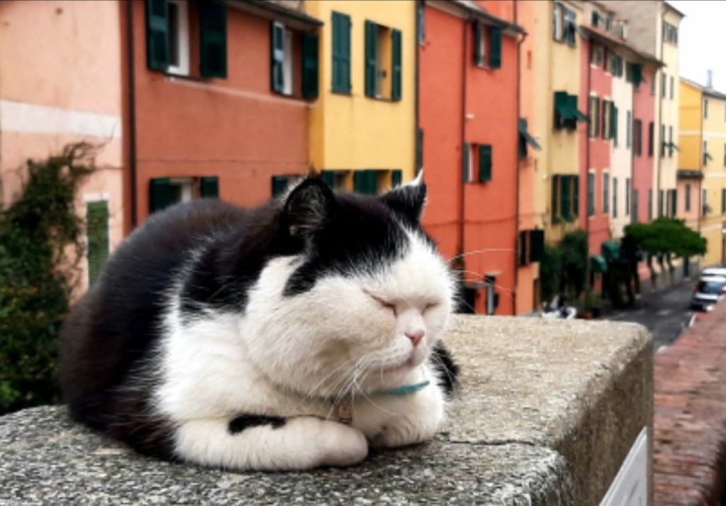 夏日友晴天剧照的剧照