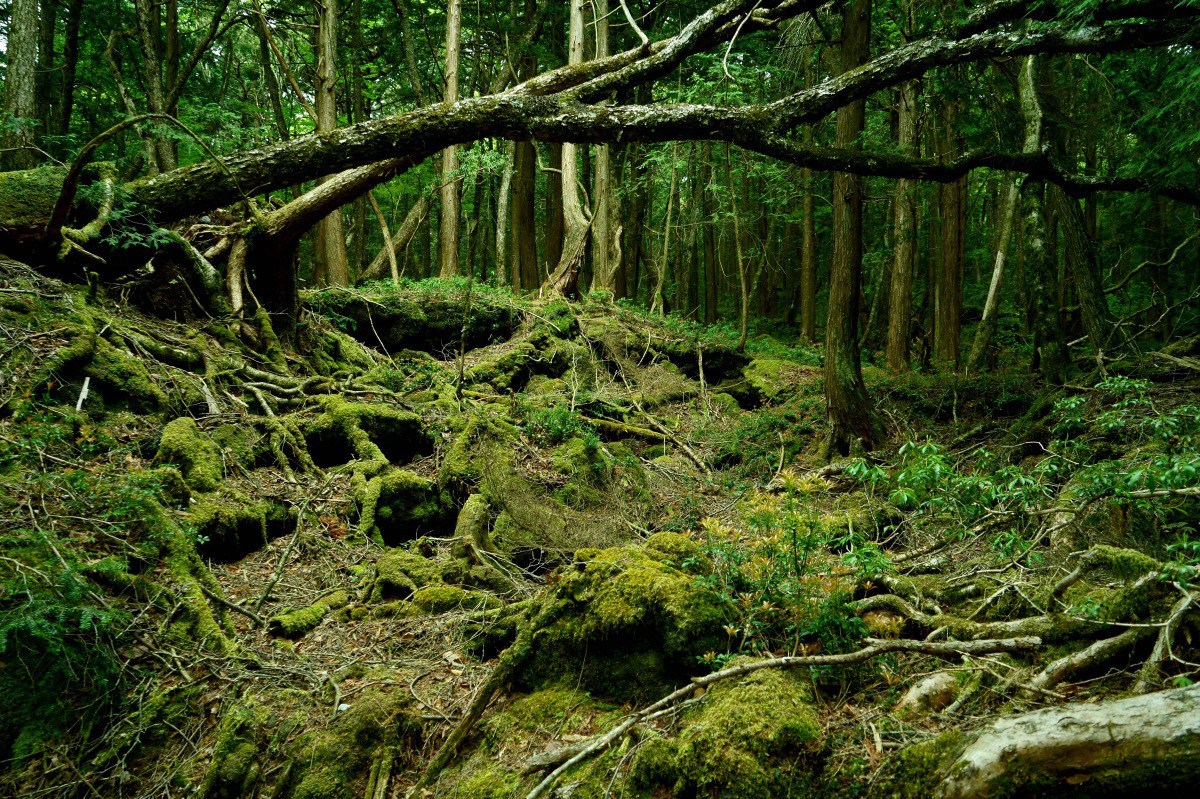 树海村剧照的剧照
