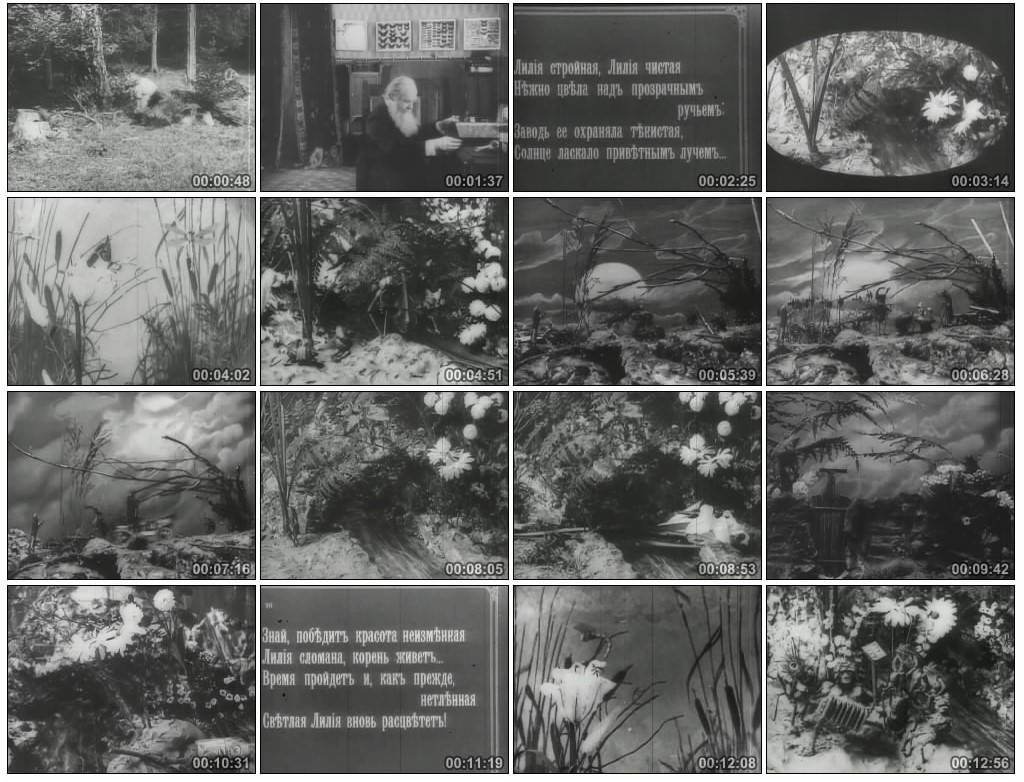 比利时的百合花剧照的剧照