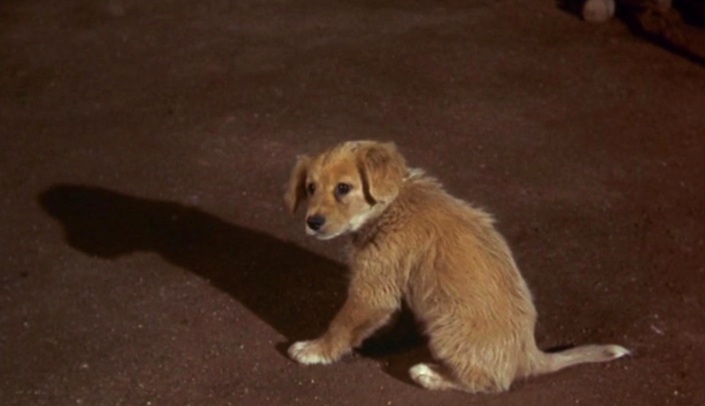 老黄狗剧照的剧照