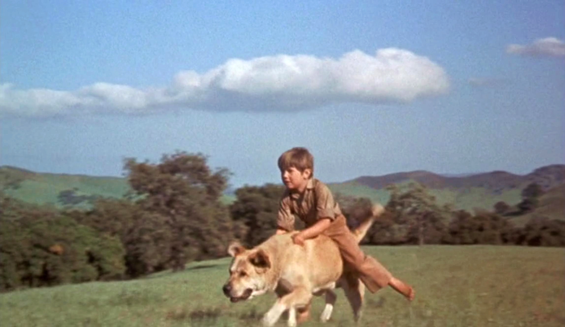 老黄狗剧照的剧照