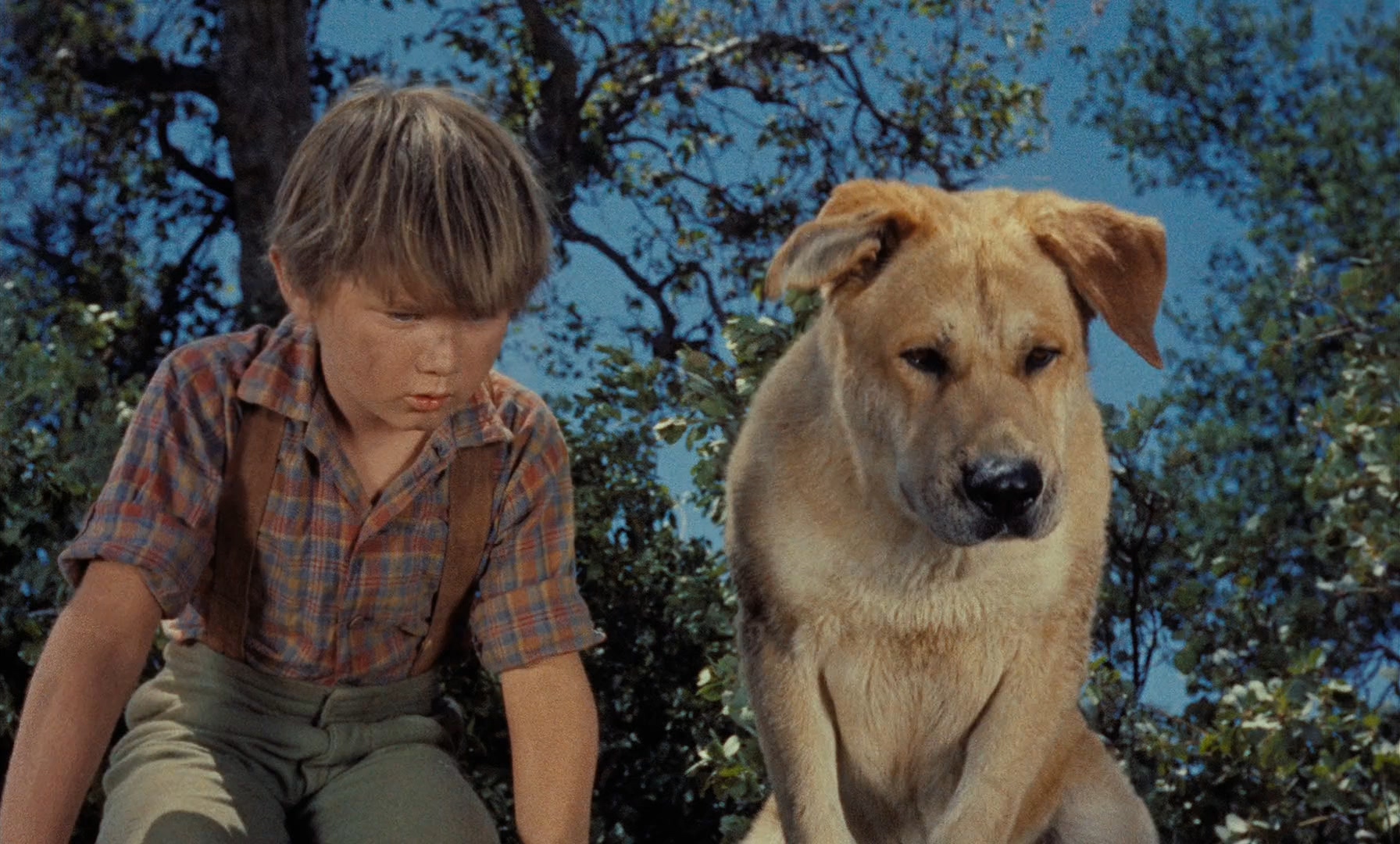 老黄狗剧照的剧照