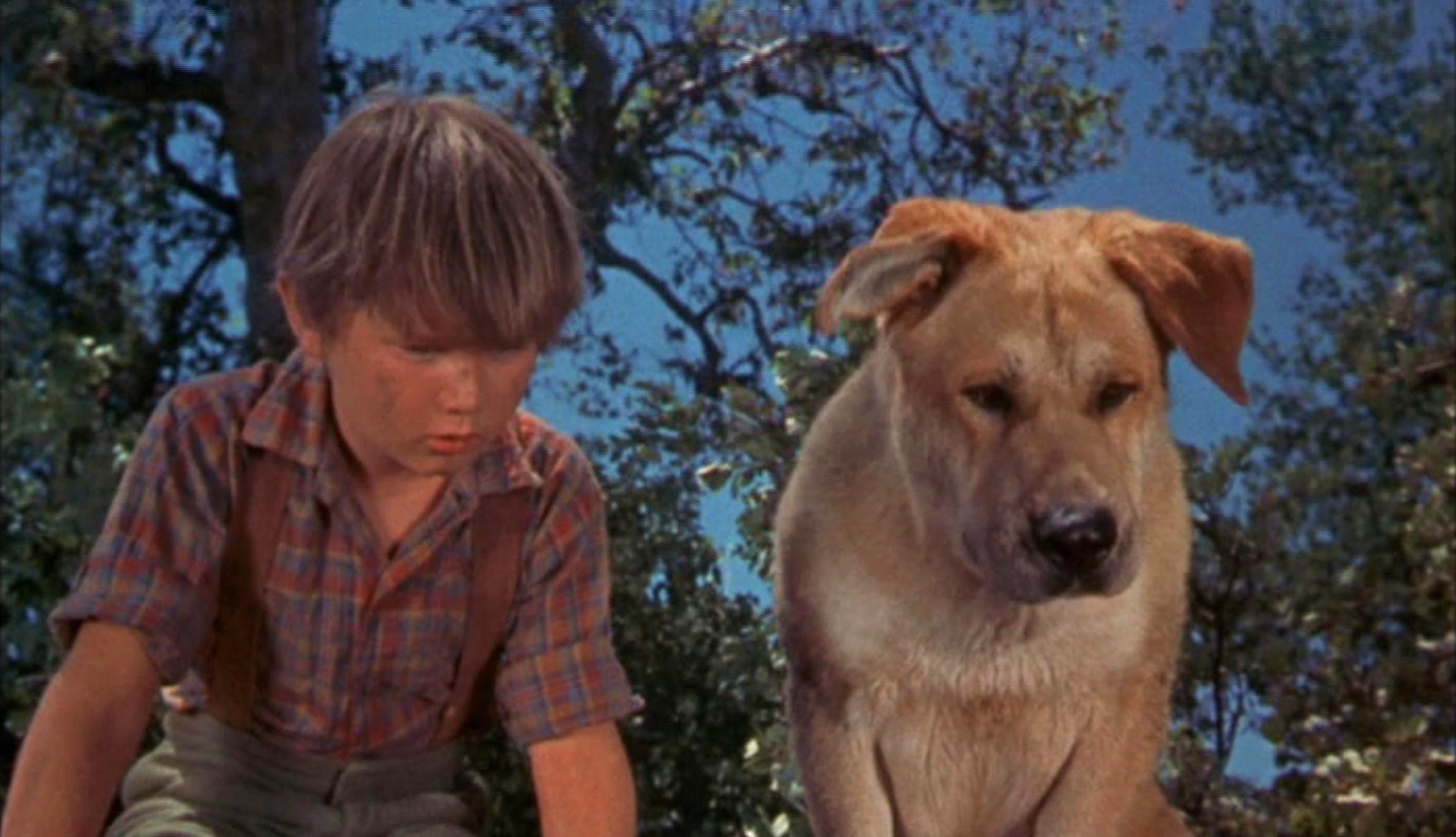 老黄狗剧照的剧照