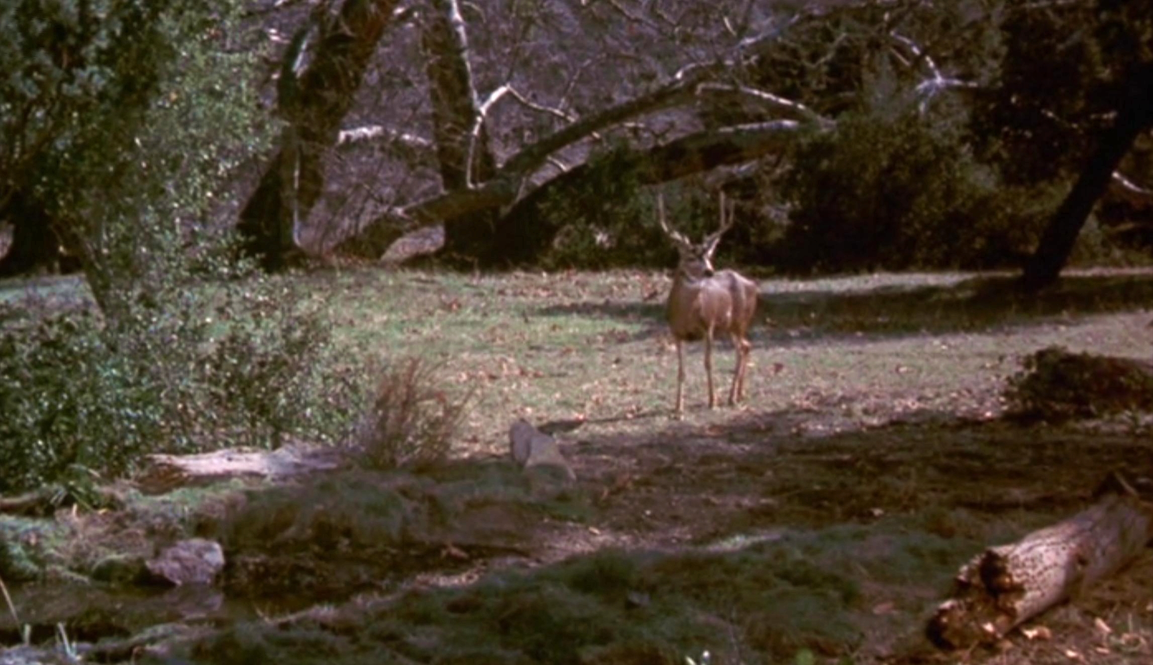 老黄狗剧照的剧照