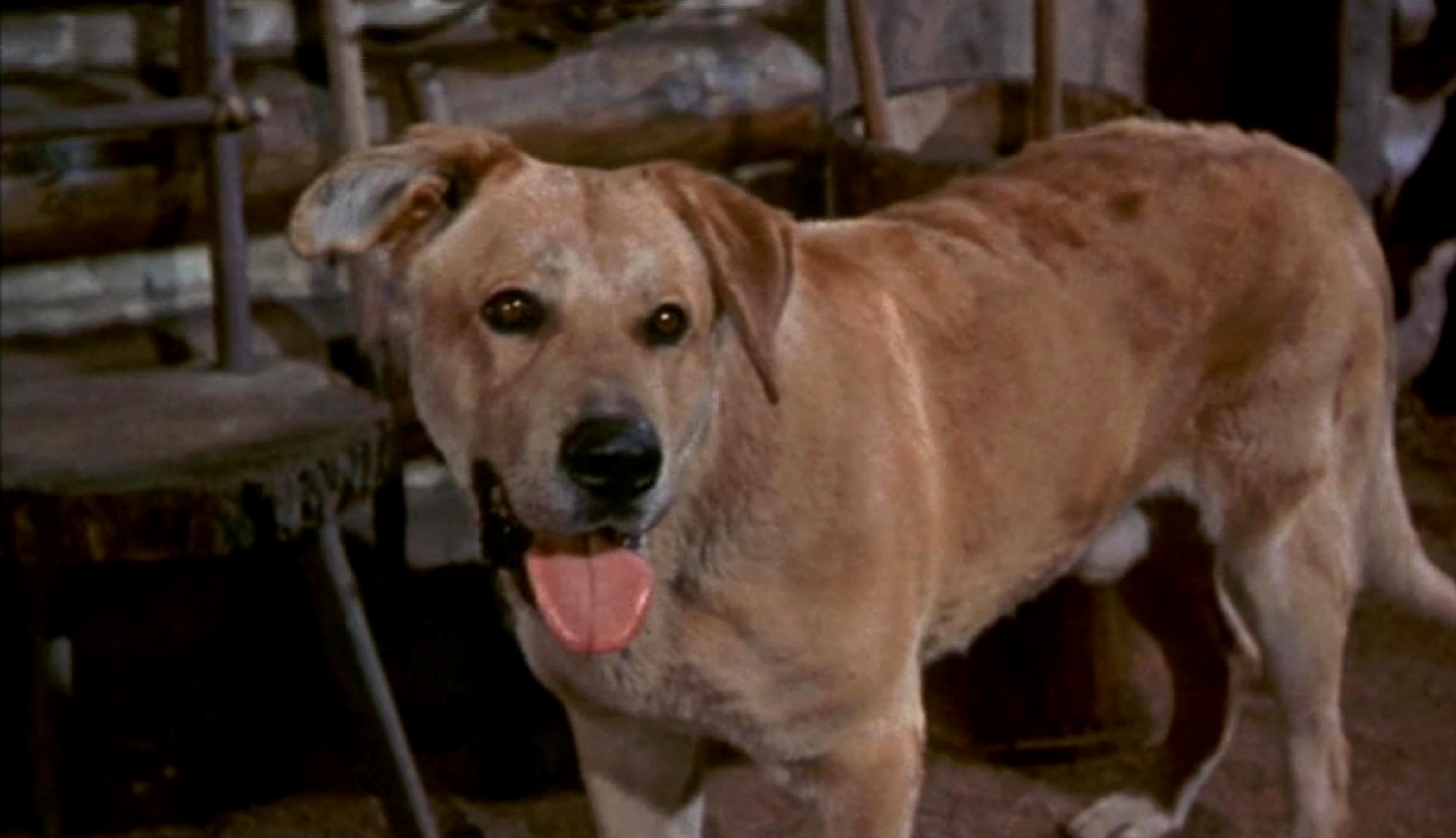 老黄狗剧照的剧照