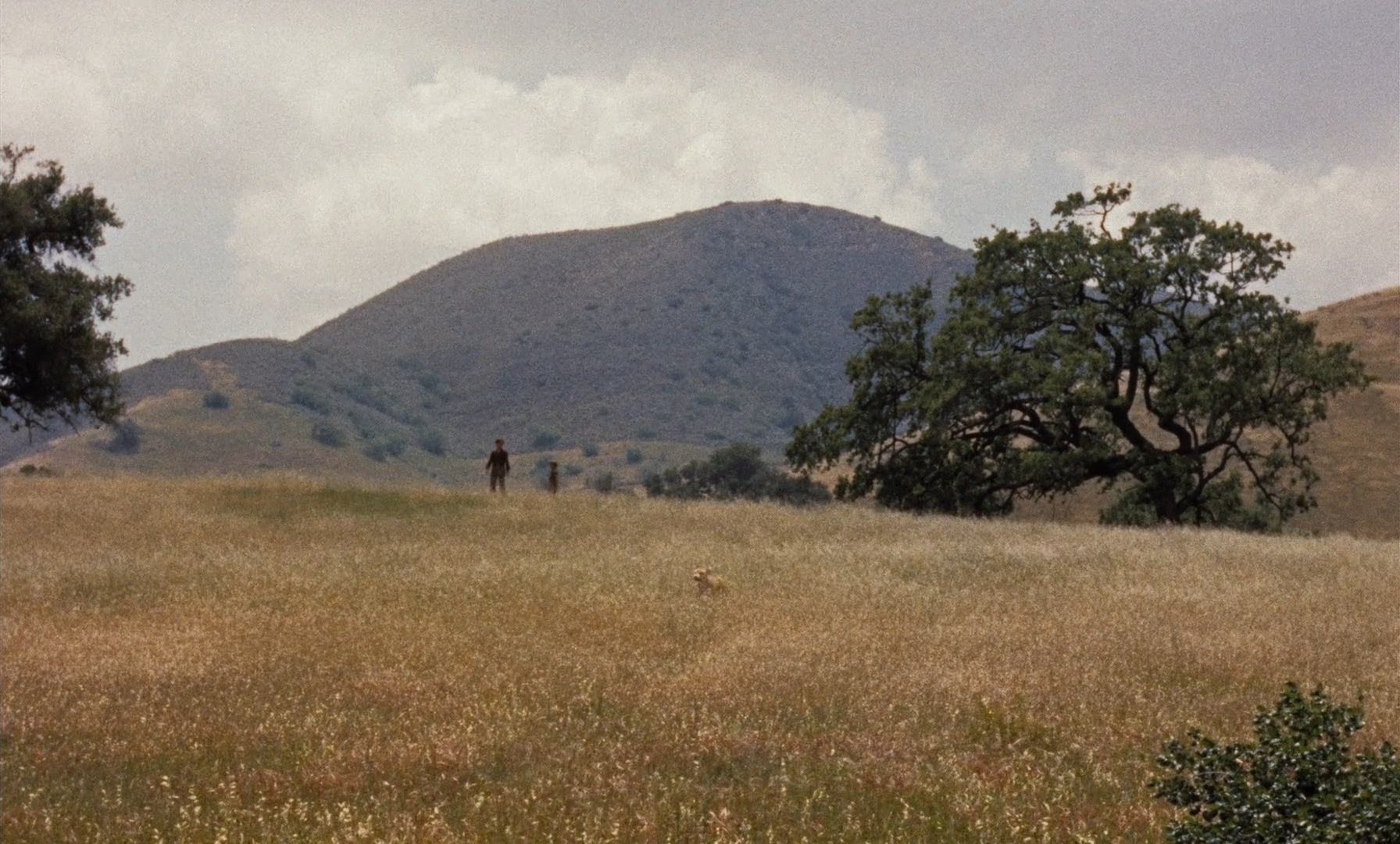 老黄狗剧照的剧照