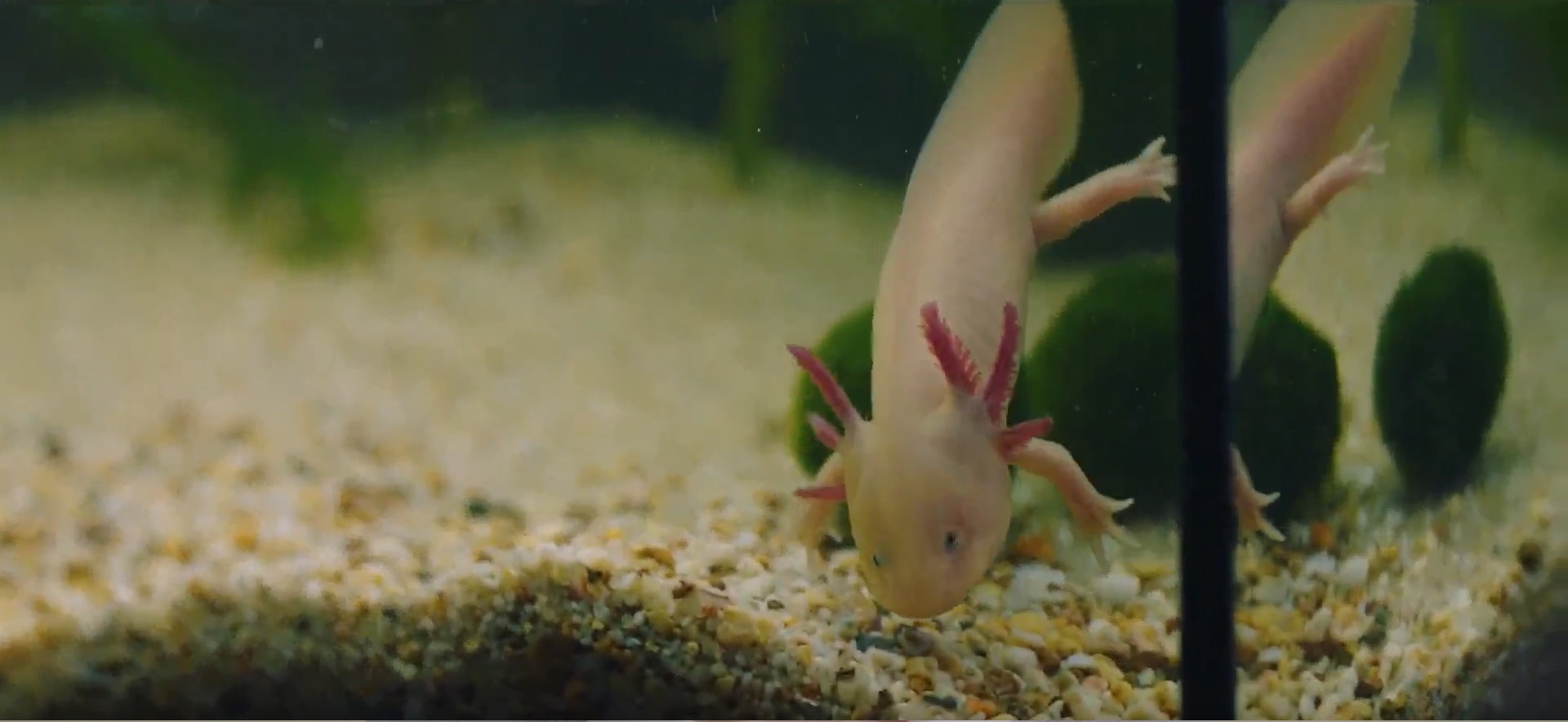 快停下，泽米莉亚剧照的剧照